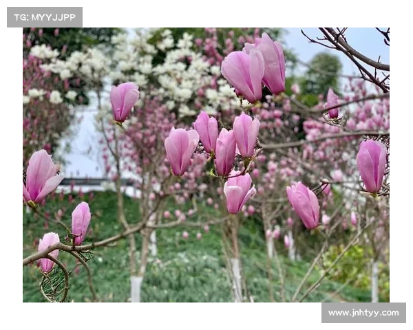 武林风云南武术盛会巅峰对决彩云之南激情绽放